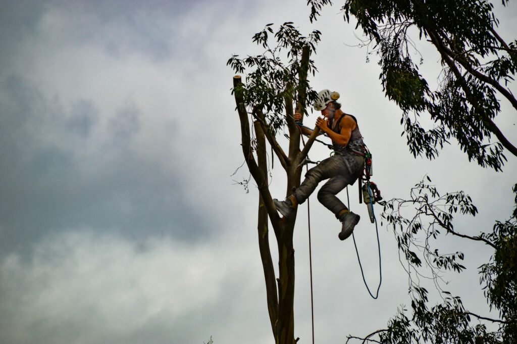 Tree Maintenance